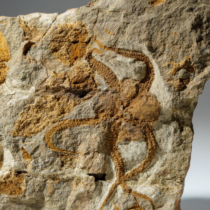 Astro Gallery of Gems Genuine Ophiuroidea Brittle Star Fossil (3 Lbs